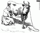 Dairy farmer milking a cow, sitting on a stool removing by hand the milk from the mammary glands