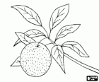 Mandarin or mandarine, tangerine or clementine in the tree between the leaves