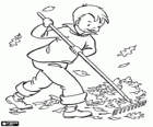 Child picking up the dry leaves with a rake