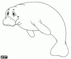 A manatee, a peaceful herbivorous marine mammal