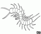 Chilopoda popularly known as centipedes and millipedes