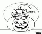 A Halloween pumpkin with a cat poking his head