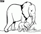 Mom controlling the little elephant with the help of her trunk