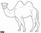 Camel, hornless ruminant animal with two humps as a fat storage