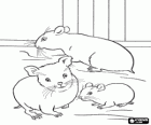 Hamsters, three rodents as pets or laboratory animals