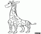 The giraffe is the tallest of all land animals