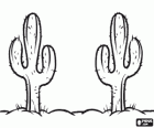 Two large typical cactus of the Sonoran Desert, also known as saguaros