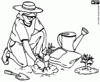 Gardener working in the cultivation of plants