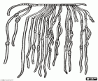 Quipu, a set of several knotted strings hanging that was used as an accounting system by the sages of the ancient Incas