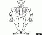 Human skeleton for Halloween celebration