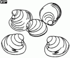 Clams, shells