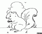 A squirrel, rodent animal with a nice tail