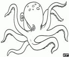 Octopus, sea animal with eight arms