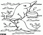 Dolphins playing with a ball