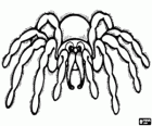 Hairy spider