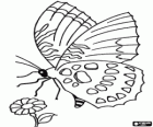Butterfly is flying to a flower