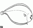 Common sole or dover sole, a flatfish