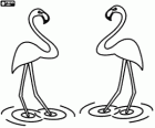 Two flamingos in the water, big aquatic birds with pink plumage