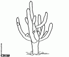 There is a great variety of cacti from the smallest species to the impressive giant desert cactus