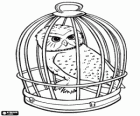 Hedwig, the white owl from Harry Potter in the cage
