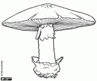 Model mushroom to identify the different parts of mushrooms