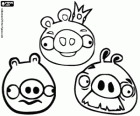 The pigs from Angry Birds