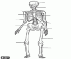 Human skeleton. The bones of the human body