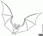 The Hotel Transylvania bat