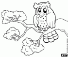 Owl