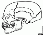 Human skull, side view