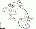 Cockatoo