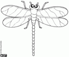 Dragonfly with four wings