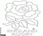 Logo of the England national rugby team. Emblem, the red rose
