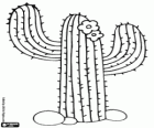 Saguaro Cactus