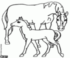 The mare with the foal