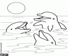 Three dolphins with its heads out of the water