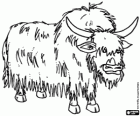 A yak, a large bovine with long fur from the Himalayas and Central Asia