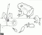 The frog cycle: from the egg, the evolution of the tadpole to adult frog