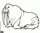 A walrus with its long tusks, a large semi-aquatic mammal from the Arctic