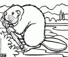 A beaver with its flat tail, a semi-aquatic rodent with great skill to build dams in the rivers