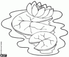 Waterlily