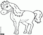 Competition horse