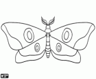 A moth, an insect similar to a butterfly