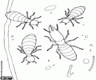Termites look like white ants. Soldier termites and the Queen