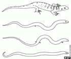 Reptiles, lizard and snake
