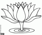 Water lily, an aquatic flower