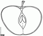 An apple divided in half. Section of an apple