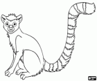 A lemur, a primate endemic of the island of Madagascar