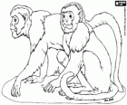 Two female baboons
