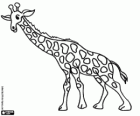 A giraffe with the neck stretched forward